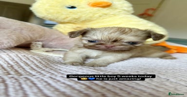 Shih Tzu dogs - Advert 16