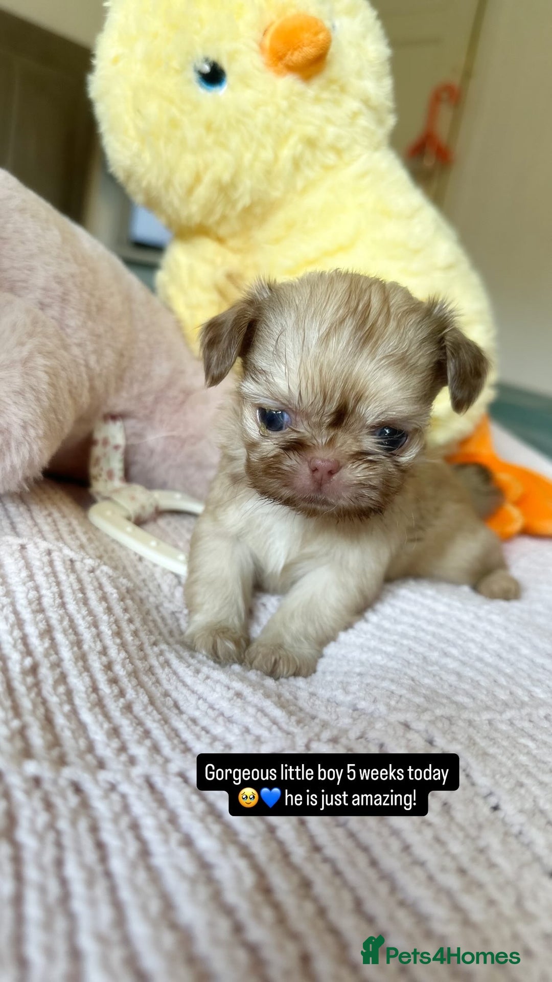 Shih Tzu dogs for sale: ONE PUPPY AVAILABLE READY NOW - Image 5