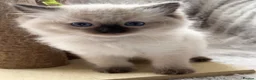 Ragdoll cats for sale: ❤️ Exceptional Lilac & Seal Point Ragdoll Kittens - Advert 24