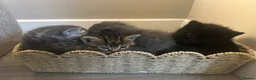 Persian cats for sale: Stunning Persian Cross Kittens  in Huddersfield - Advert 3