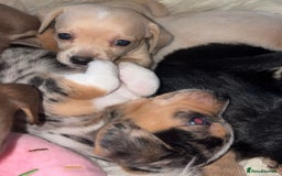 Chiweenie dogs for sale: Gorgeous Mini Dachshund X Puppies🐾 - Advert 12
