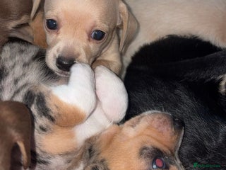 Chiweenie dogs - Advert 1