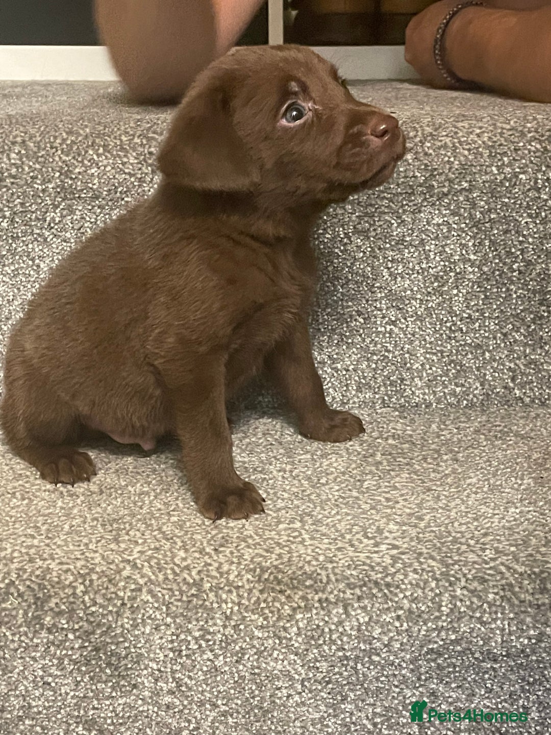 Labrador Retriever dogs for sale: Stunning chocolate lab  - Advert 3