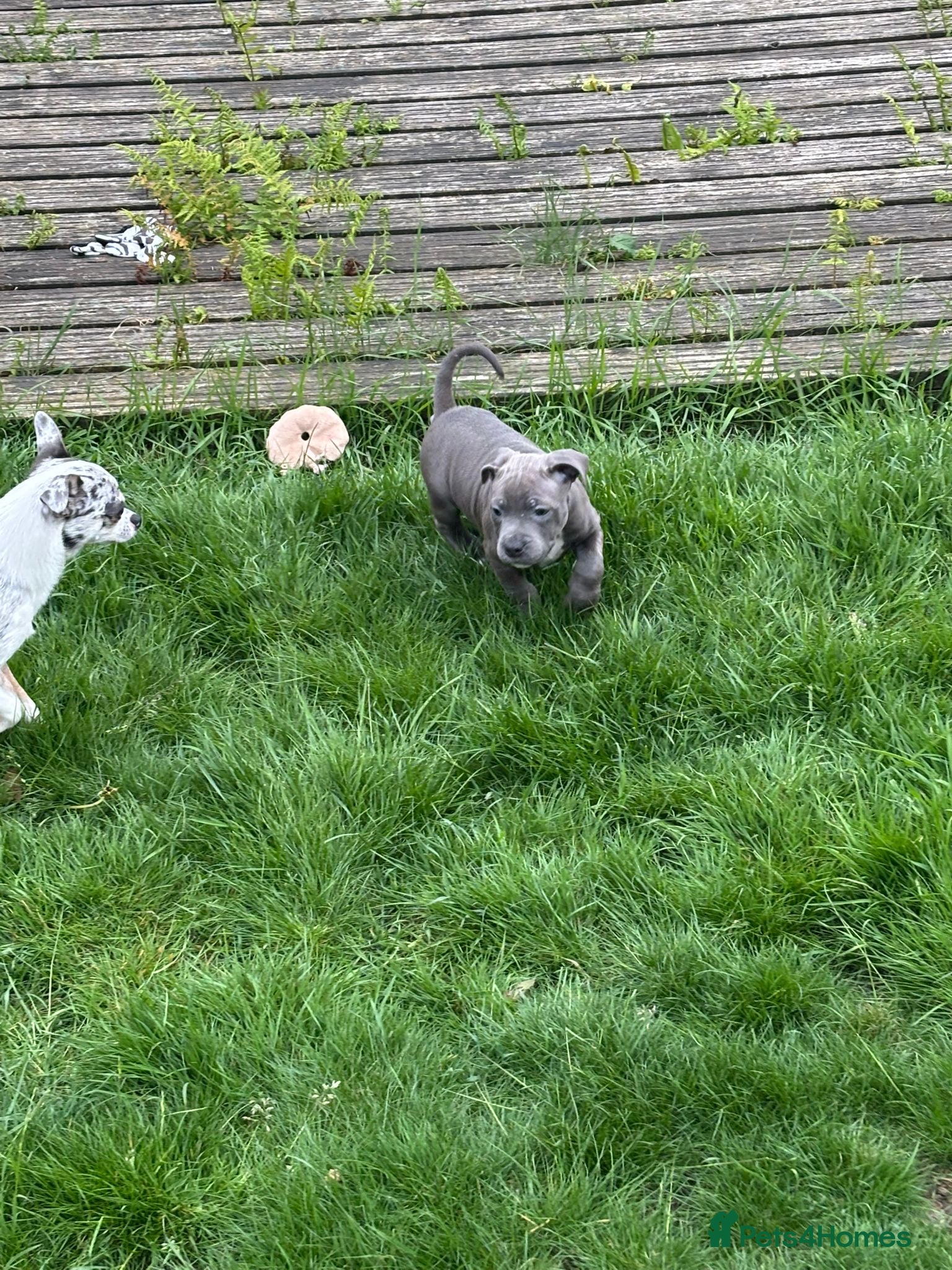 Staffordshire Bull Terrier dogs for sale: Last girl to go.  - Advert 5