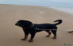Rottweiler dogs for stud: Proven KC Rottweiler At Stud  in Bacup - Image 9