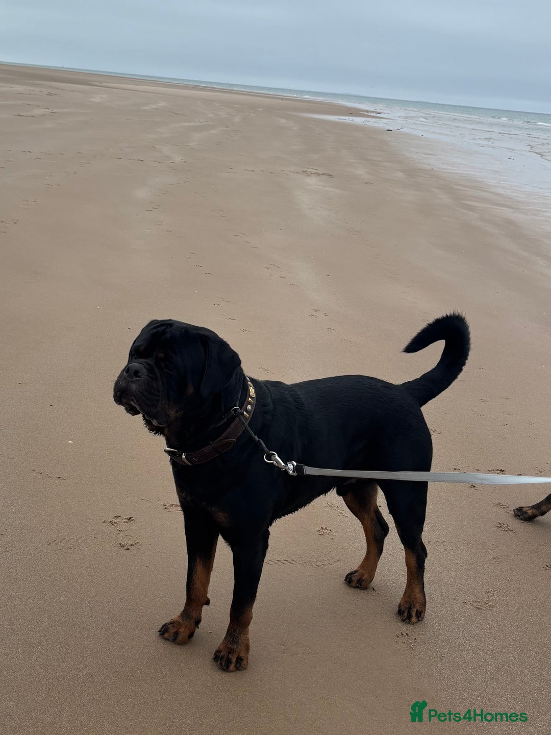 Rottweiler dogs for stud: Proven KC Rottweiler At Stud  in Bacup - Image 9