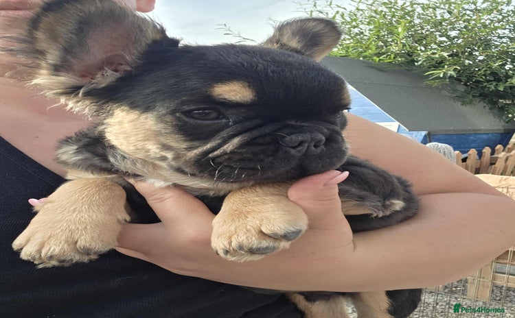 French Bulldog dogs - Advert 1