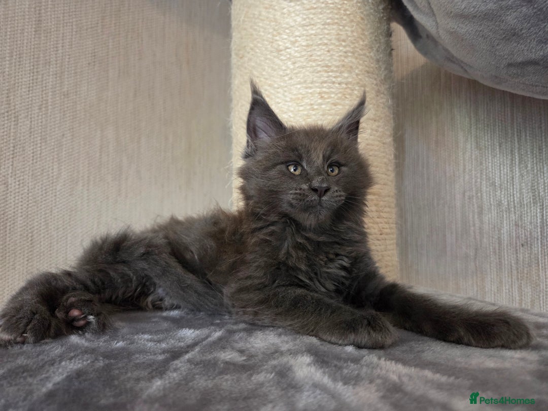 Maine Coon cats for sale: TICA REGISTERED MAINE COON KITTENS - Image 28