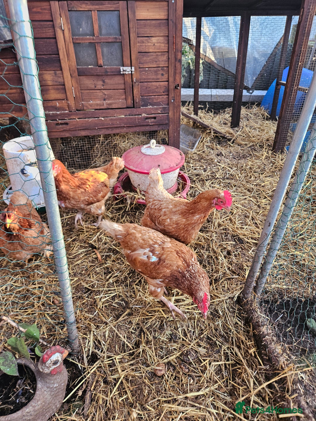 Chickens poultry for sale: 11 hens 1 cockrel  - Advert 29