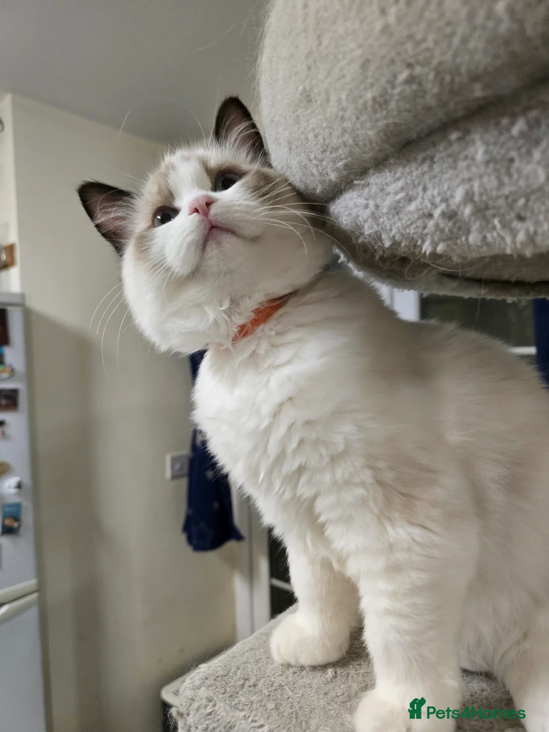 Ragdoll cats for sale: Last Gccf registered girl available  - Advert 6