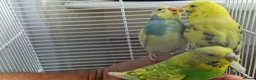 Budgerigars birds for sale: Super silly hand tamed baby budgies  - Advert 18