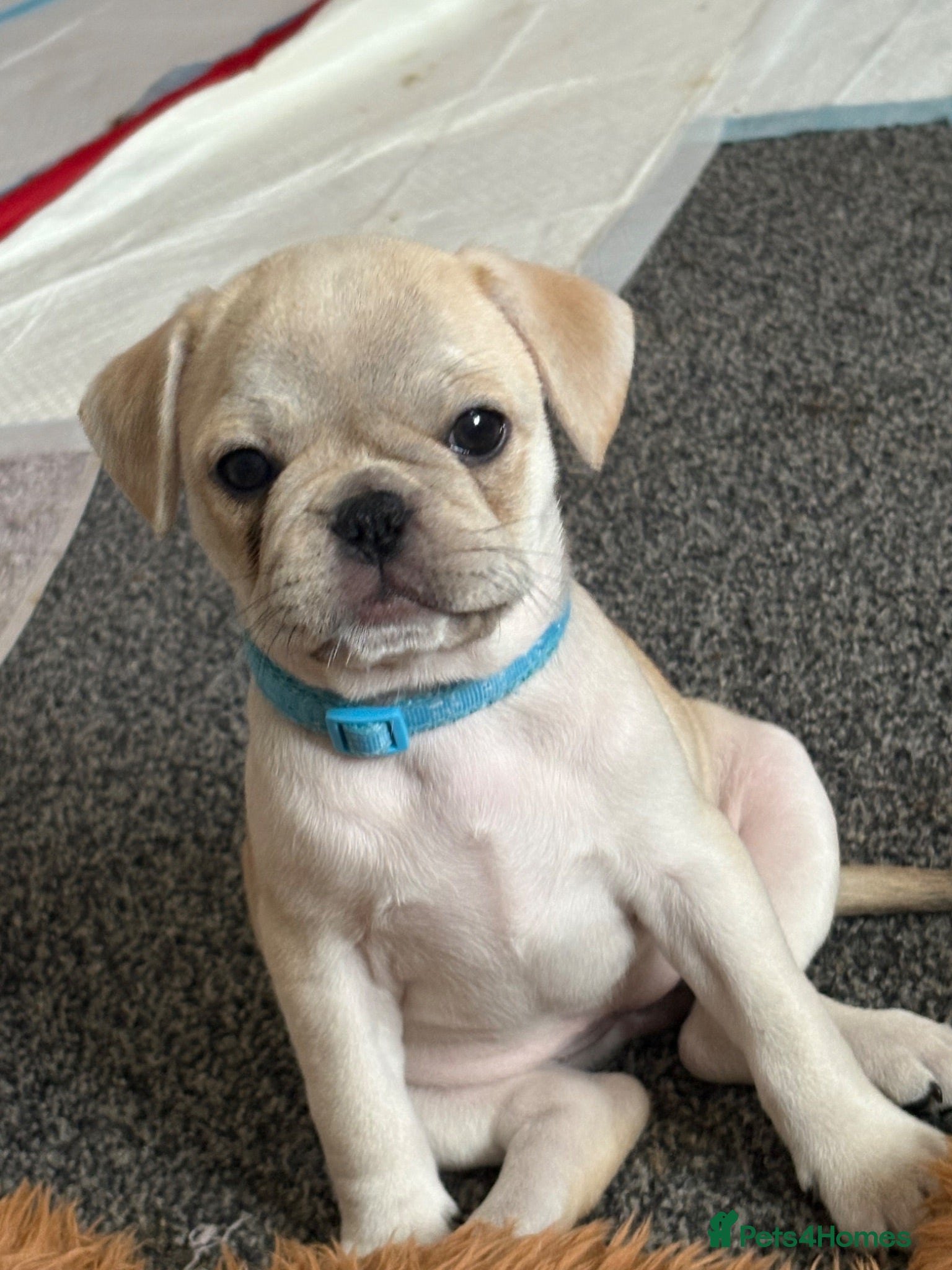 Frug dogs 🐶 Pug/French bulldog puppies 🐶 Rare markings - Advert 2