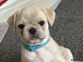 Frug dogs 🐶 Pug/French bulldog puppies 🐶 Rare markings - Advert 2