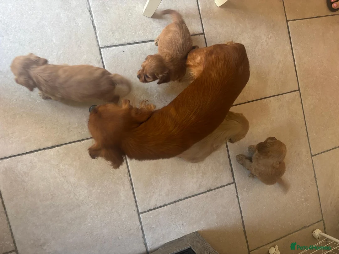 Cavapoo dogs for sale: Adorable F1 Cavapoos puppies  in Telford - Advert 1