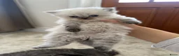 Persian cats for sale: Purebred Persian Kittens for Sale  - Advert 22