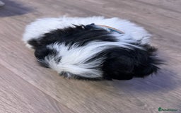 Shih Tzu dogs for sale: 4 adorable Shih Tzu for sale, 3 girls and 1 boy - Image 6