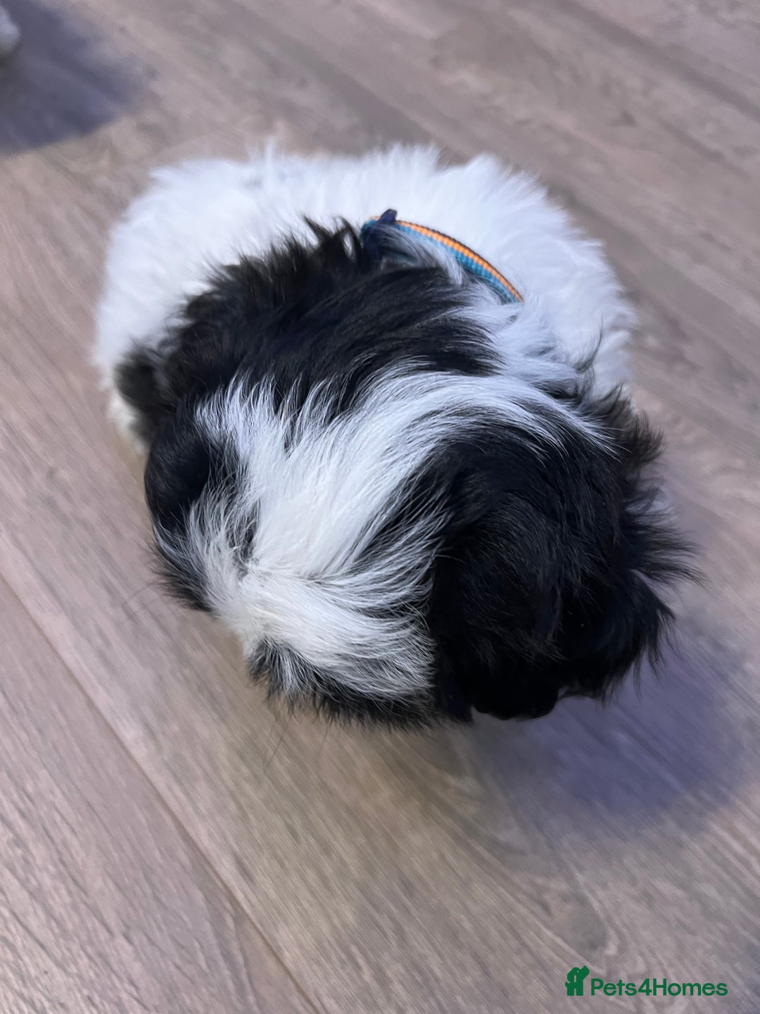 Shih Tzu dogs for sale: 4 adorable Shih Tzu for sale, 3 girls and 1 boy - Image 6