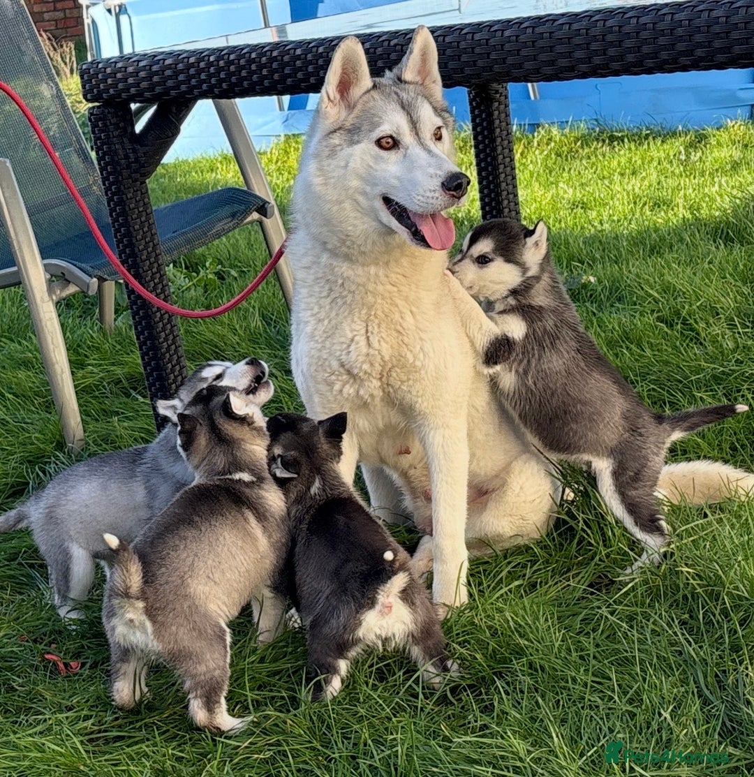 Siberian Husky dogs for sale: Siberian husky puppies - Advert 2