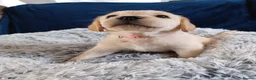 Labrador Retriever dogs for sale: Labrador puppy's ready to go golden and black in Huntingdon - Advert 23