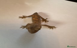 Gecko reptiles for sale: crested geckos  - Image 7