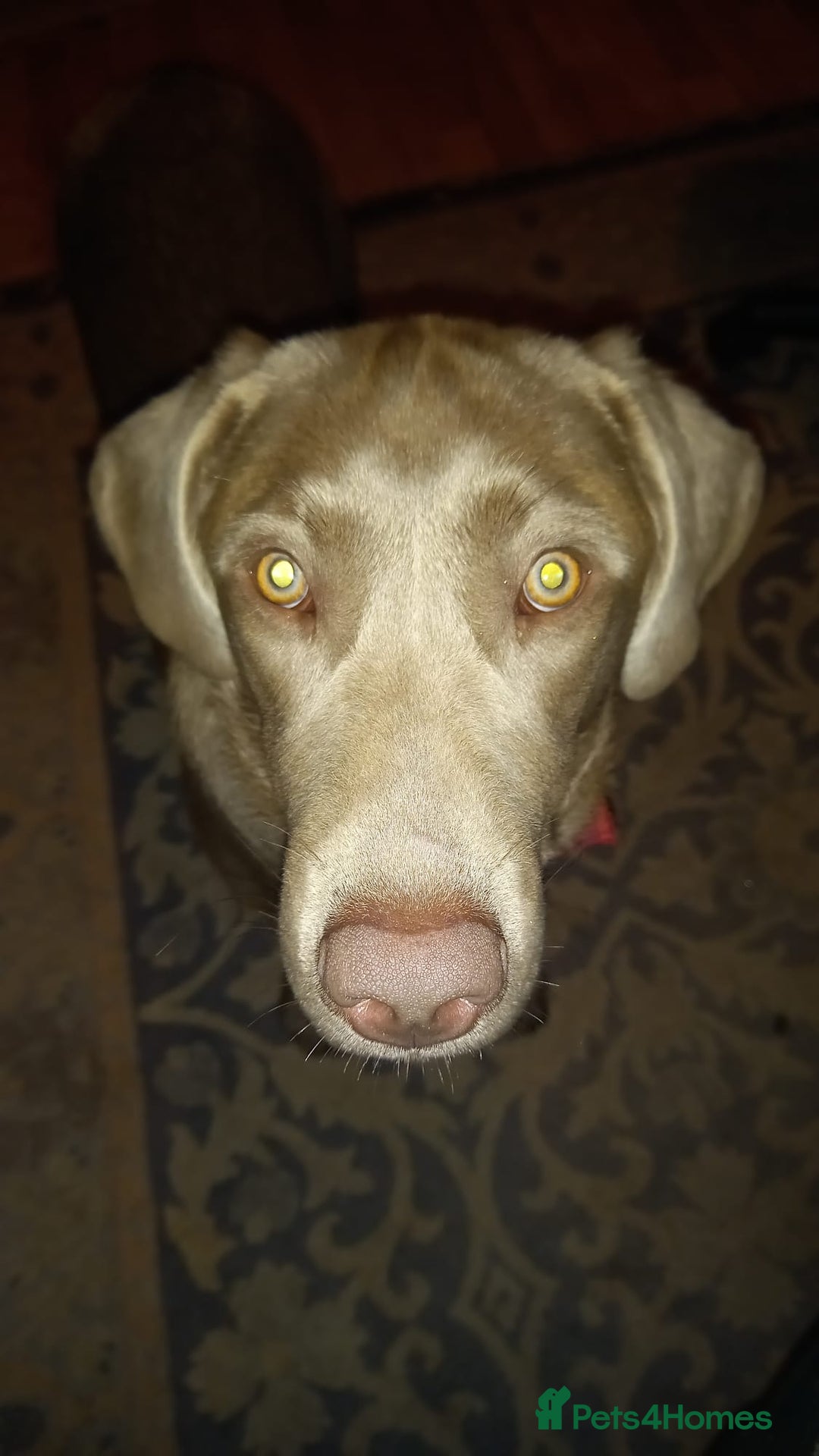 Labradoodle dogs for sale: Rare mini labradoodles variety of colours! - Image 19
