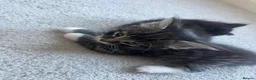 Maine Coon cats for sale: Maine Coon Kittens Looking for Homes 🐾 - Advert 16