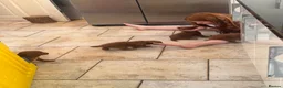 Cockapoo dogs for sale: Home raised, stunning fox red cockapoo’s  - Advert 9
