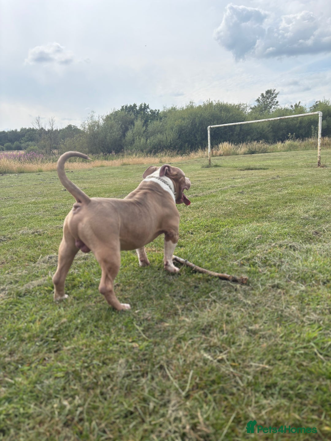 American Bully dogs for stud: ABKC Stunning Male Bully (BUDDY🐶) - Image 2