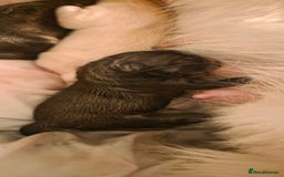 Mixed Breed dogs for sale: Chowski pups for sale - Image 3