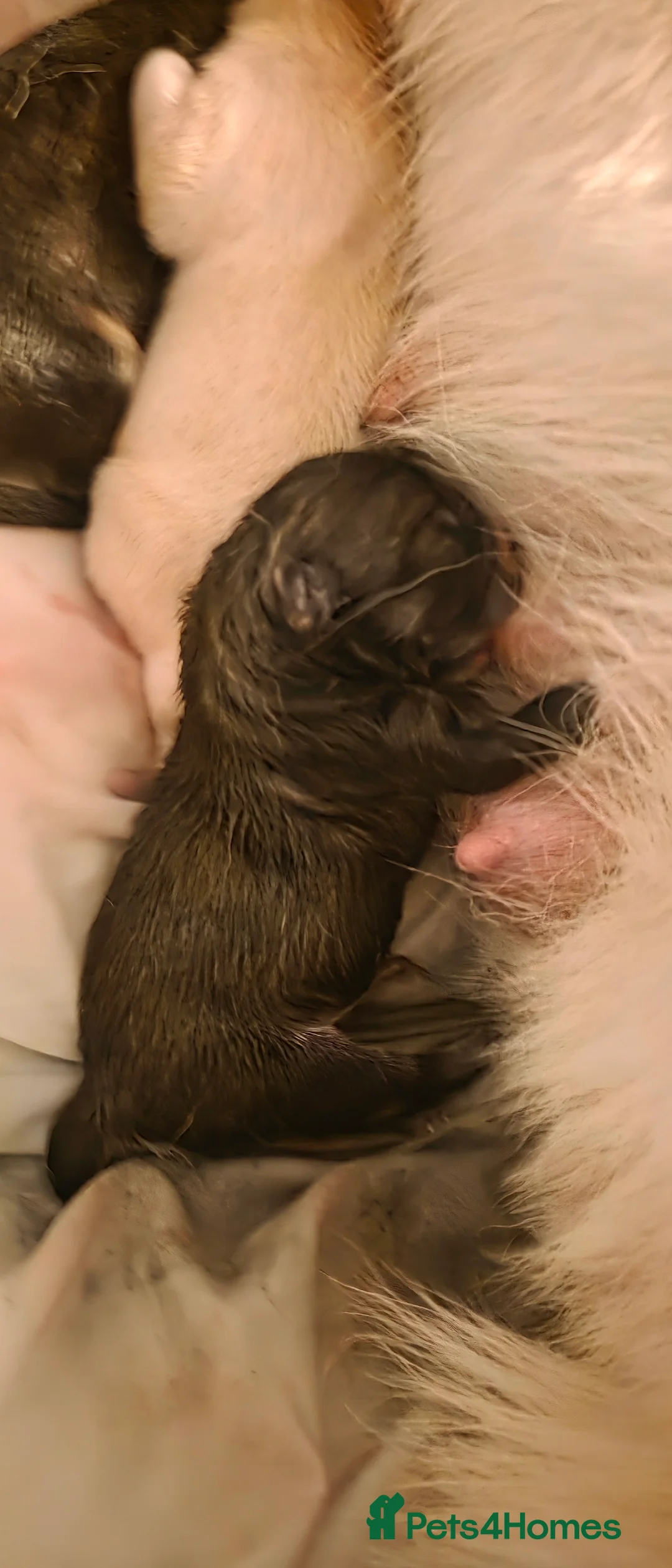 Mixed Breed dogs for sale: adorable male Chowski pup for sale - Advert 20