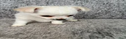 Chihuahua dogs for sale: Chihuahua long hair - Advert 4