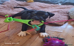 American Bulldog dogs for sale: 11 little hearts need their forever home - Advert 9