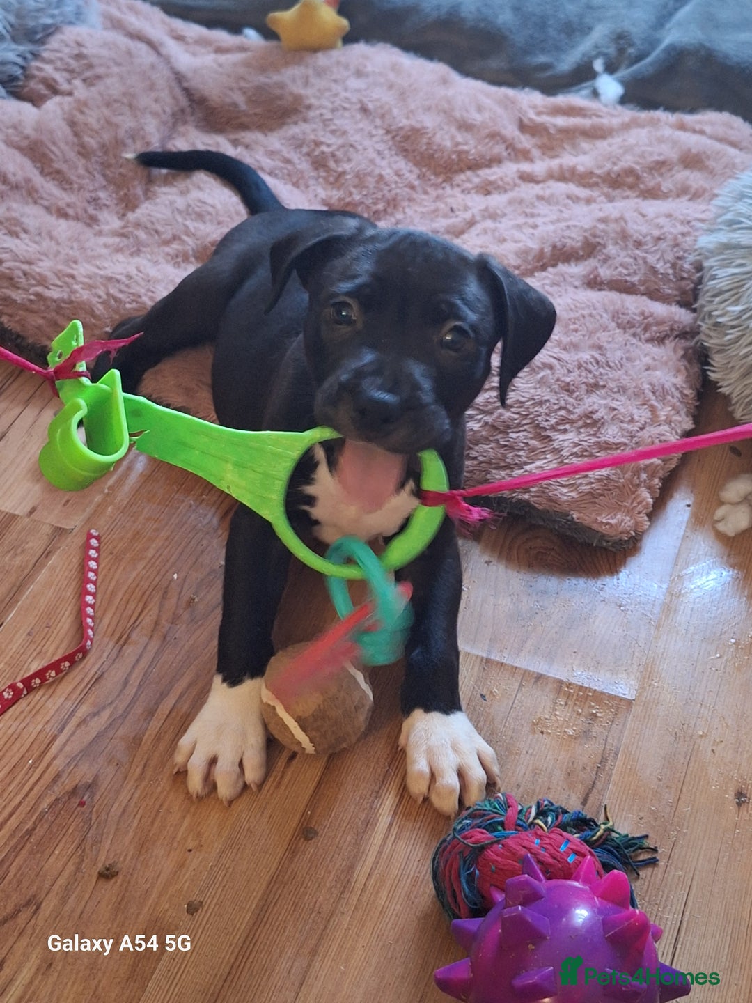 American Bulldog dogs for sale: 11 little hearts need their forever home - Advert 9