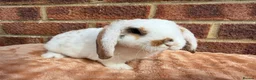 Mini Lop rabbits for sale: Two mini lop sisters available  - Advert 4