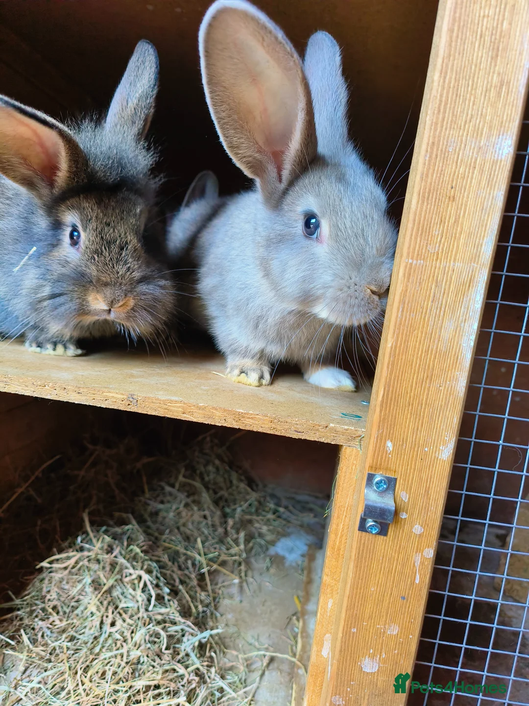 Lionhead rabbits for sale: Lion head babies 8 weeks  - Advert 2