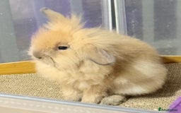 Lionhead rabbits for sale: Double Mane (f)&No Mane(m) Lionhead £50 & £2 - Image 13