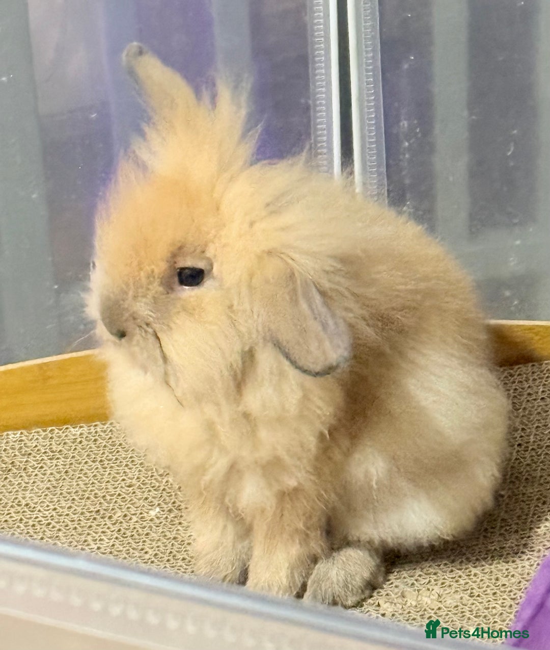 Lionhead rabbits for sale: Double Mane (f)&No Mane(m) Lionhead £50 & £2 - Image 13