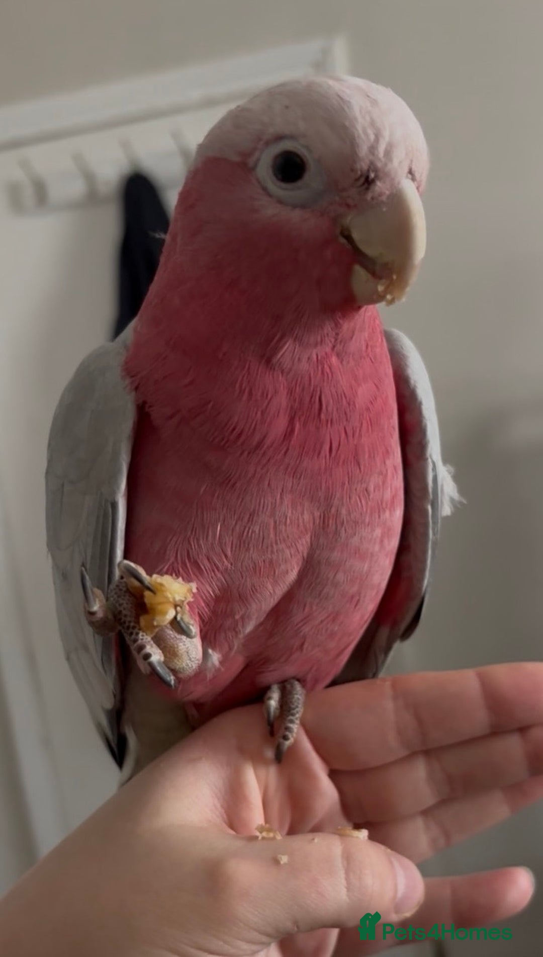 Cockatoo birds for sale: Baby Galah Cockatoo with Cage - Advert 1