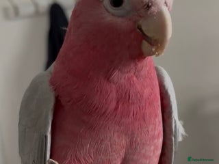 Cockatoo birds Baby Galah Cockatoo with Cage - Advert 1