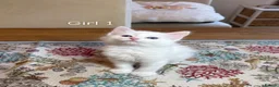 Turkish Angora cats for sale: Turkish Angora X Blue lynx bio Ragdoll kittens - Advert 3