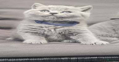 British Shorthair cats - Advert 1
