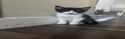 Mixed Breed cats for sale: 2 male Tuxedo kittens in Salford - Advert 3