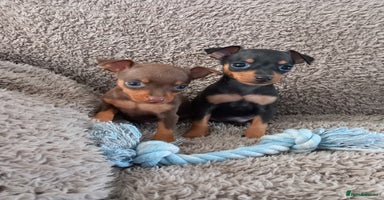 Miniature Pinscher dogs - Advert 1