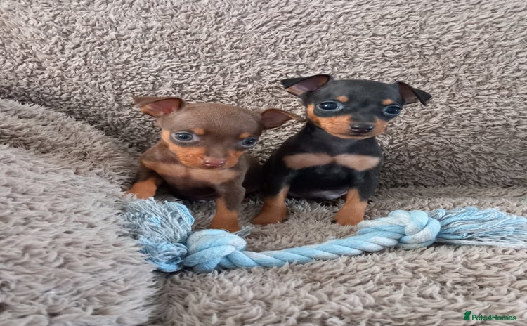 Miniature Pinscher dogs - Advert 1
