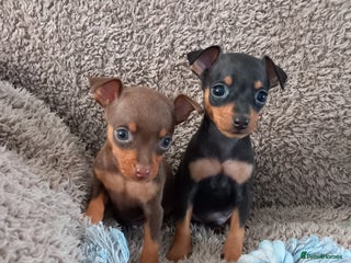 Miniature Pinscher dogs - Advert 2