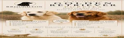 Golden Retriever dogs for sale: KC Golden Retrievers -  Health Tested Parents 🧬 - Advert 1