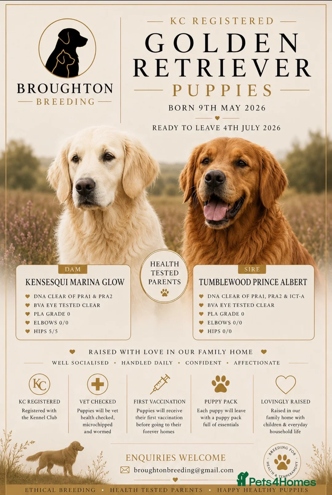 Golden Retriever dogs for sale: KC Golden Retrievers -  Health Tested Parents 🧬 - Advert 1