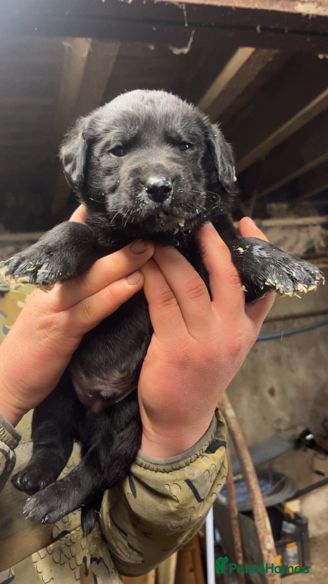 Mixed Breed dogs for sale: Pointer x Labrador puppies  - Advert 2