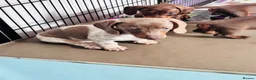 Miniature Dachshund dogs for sale: Beautiful short coat dachshund puppies  - Advert 2
