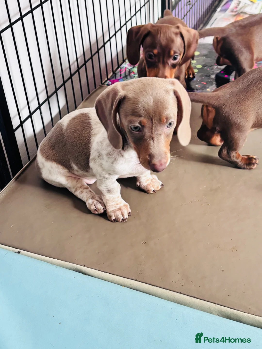 Miniature Dachshund dogs for sale: Beautiful short coat dachshund puppies  - Advert 2